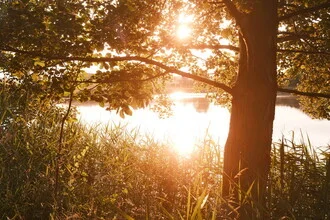 Sunset at the lake with trees and reeds, calm atmosphere