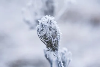 Beautiful photo art by Lotte Wildiers: frozen flower in soft blue tones