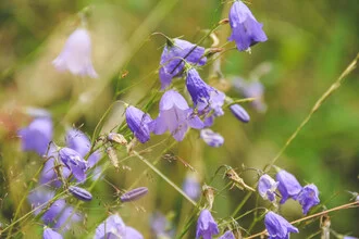 Photo art by Lotte Wildiers: delicate wildflowers in soft blue and green tones