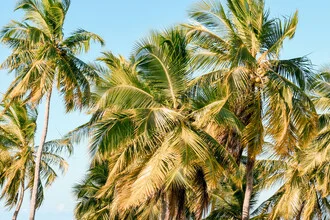 Photo art by Lotte Wildiers: tropical palm trees in the soft light of Sri Lanka