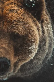 Photo art by Lotte Wildiers: Bear portrait in the Norwegian wilderness