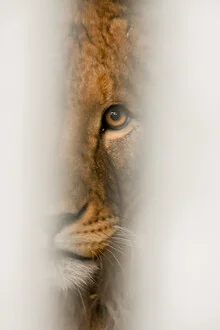 Photo art by Lotte Wildiers: Portrait of a lion in its natural environment.