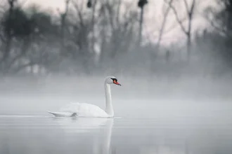 Photo art by Christian Noah: mute swan on a winter lake shrouded in fog
