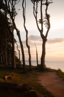 Jonas Hafner, Ghost forrest