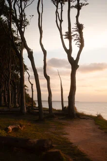 Forest photo by Jonas Hafner: Ghost forest in gentle twilight light