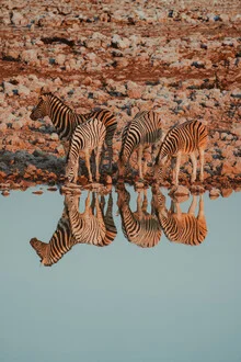 Zebras at a waterhole in Namibia, peaceful group reflecting in the water.