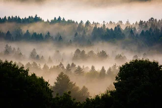 Fotokunst eines verträumten Waldes mit sanftem Nebel und warmen Lichtstrahlen