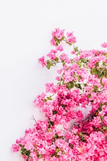 Photo art by Lotte Wildiers: Bougainvillea in soft pink tones with green leaves