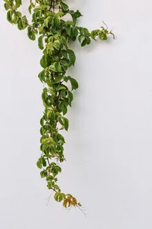 Photographic depiction of ivy in an urban setting on Rhodes, Greece.