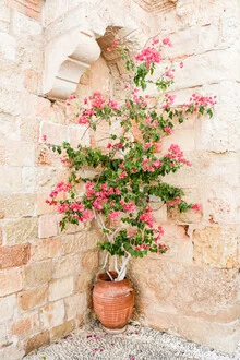 Photo art by Lotte Wildiers: Bougainvillea in soft pink tones from Greece