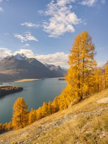 Photo art by Michael Valjak: Yellow larches at Lake Sils in Switzerland