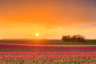 Sunset over a colorful tulip field in Germany