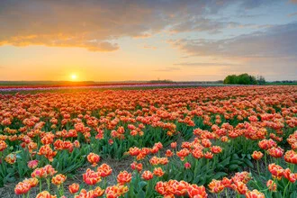 Colorful tulip field at sunset in a serene spring landscape