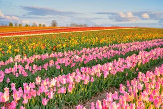 Colorful tulip field in the evening light, evoking spring feelings.