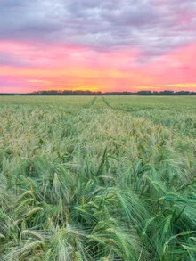 Photo art by Michael Valjak: sunset over a barley field in North Rhine-Westphalia.