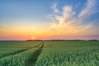 Michael Valjak, Sunset in the wheat field - Germany, Europe)