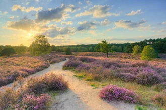 Photo art by Michael Valjak: evening mood in blooming heath with sunset
