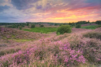 Wunderschöne Heideblüte im Nationalpark Veluwezoom bei Sonnenuntergang.