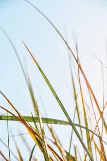 Photo art by Lotte Wildiers: gentle depiction of sea grass in nature
