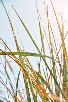 Photo art by Lotte Wildiers: gentle depiction of seagrass in nature