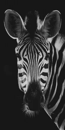 Close-up of a zebra with gentle features and a calm expression.