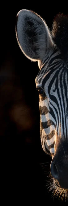 Portrait of a zebra in soft tones, reflecting the calm of the African nature.