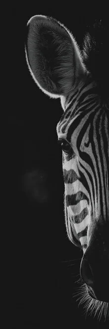 Portrait of a zebra in soft colors, capturing the calm nature of Africa.