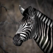 Portrait of a zebra in soft earth tones, calmly standing in African grass.