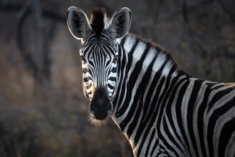 Portrait of a zebra in its natural surroundings, gentle colors and a calm atmosphere.