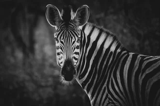 Portrait of a zebra calmly standing in the African landscape.