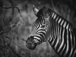 Portrait of a zebra standing in the African savanna, gentle lighting mood.