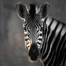 Portrait of a zebra with a gentle gaze standing in nature.