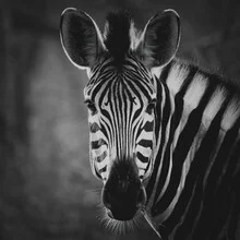 Portrait of a zebra in soft tones, captured in South Africa.
