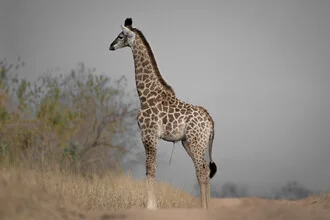 Fotokunst von Dennis Wehrmann: Baby-Giraffe in sanften Farben und natürlicher Umgebung.