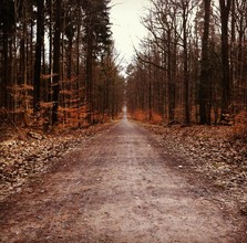 Michael Brandone, Weg in den Wald - Deutschland, Europa)