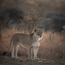 Portrait of a lioness sitting calmly in the savannah, featuring soft colors and natural light.