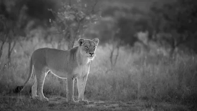 Portrait of a lioness, calm and majestic, set against a warm, natural background.
