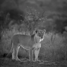 Portrait of a lioness in soft colors and calm expression