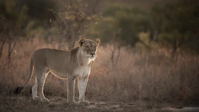 Beautiful photo art of a lioness in her natural environment