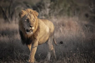 Portrait of a lion in the African wilderness, majestically resting in the sunlight.