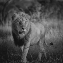 Portrait of a lion sitting majestically in the African landscape.