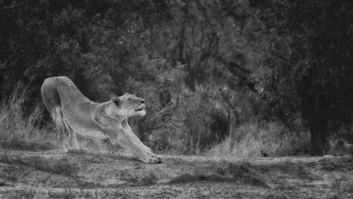 Portrait of a lioness in the African wilderness, gentle gaze and warm light.