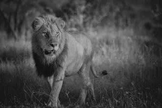 Portrait of a lion in soft earth tones, gazing deeply into the camera.