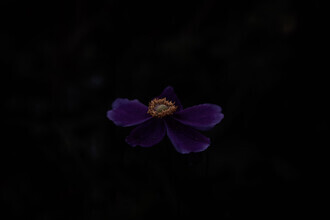 Eva Stadler, Waking Beauty