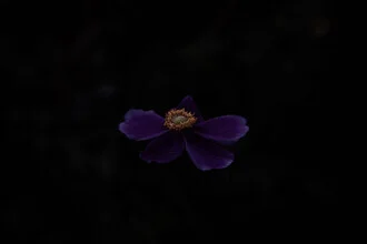 Photo art by Eva Stadler: gentle depiction of a blooming autumn anemone
