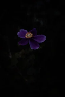 Photo art by Eva Stadler: delicate flowers in gold on a purple background