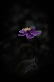 Nachtblume - fotokunst von Eva Stadler