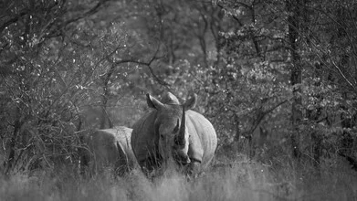 Portrait of a white rhino in its natural habitat, exuding a peaceful vibe.