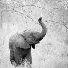 Portrait of a baby elephant in soft colors, conveying a calm mood.