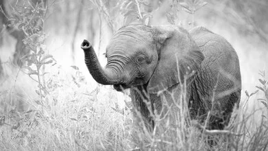 Portrait of a baby elephant in soft tones, capturing the animal's curiosity.